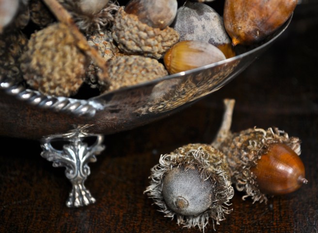 acorns