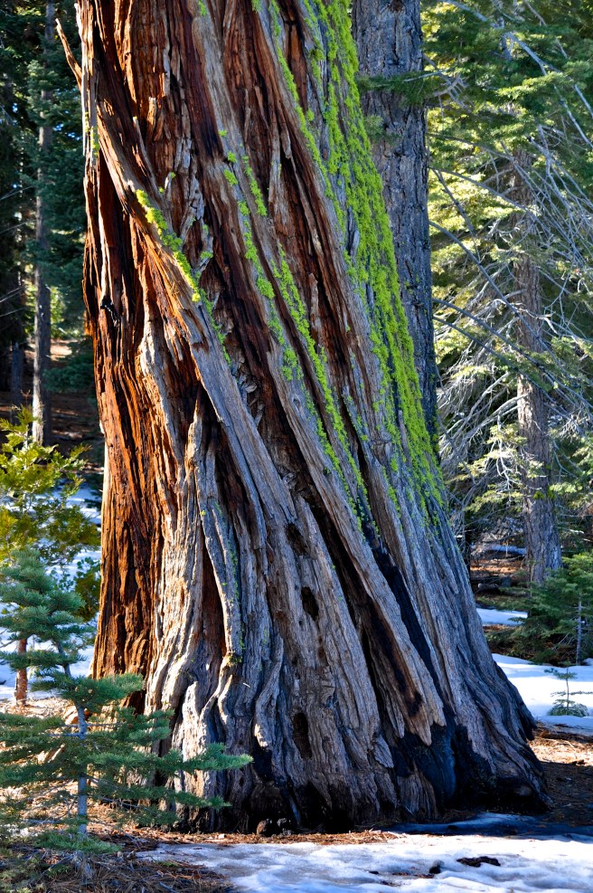 Neon green moss on a Giant Sequoia here, above, and below.
