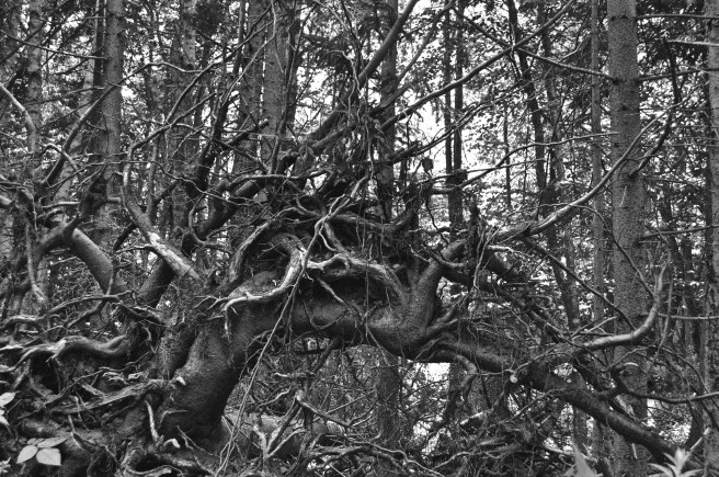 Magnificent sculptural roots of a fallen tree.