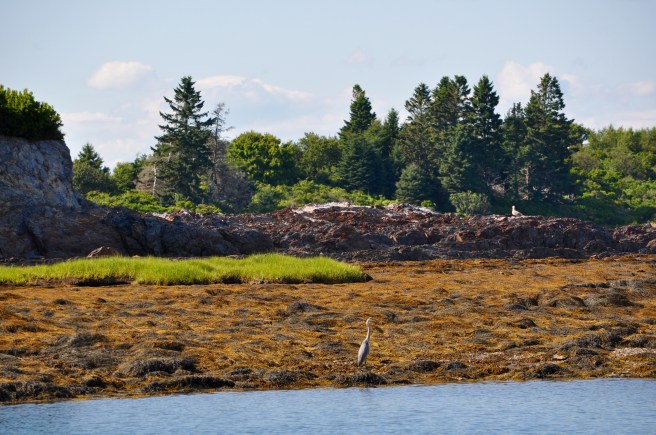 Little Jewell Island, just west of Jewell Island.